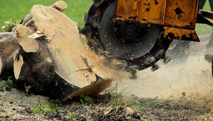 Hiring Pros for Large Tree Cutting in Naples, FL